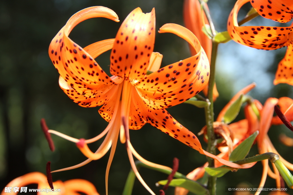 百合花