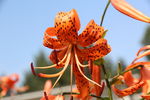 百合花