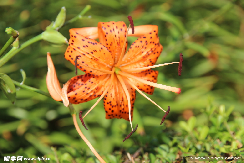 百合花