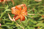 百合花