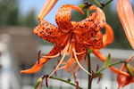 百合花