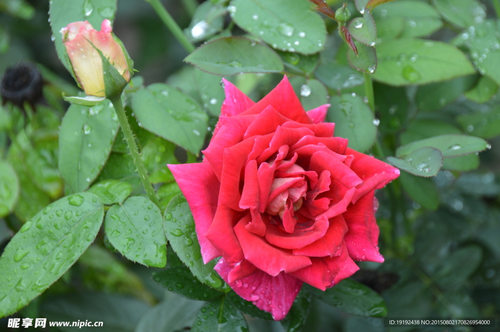 雨露月季花