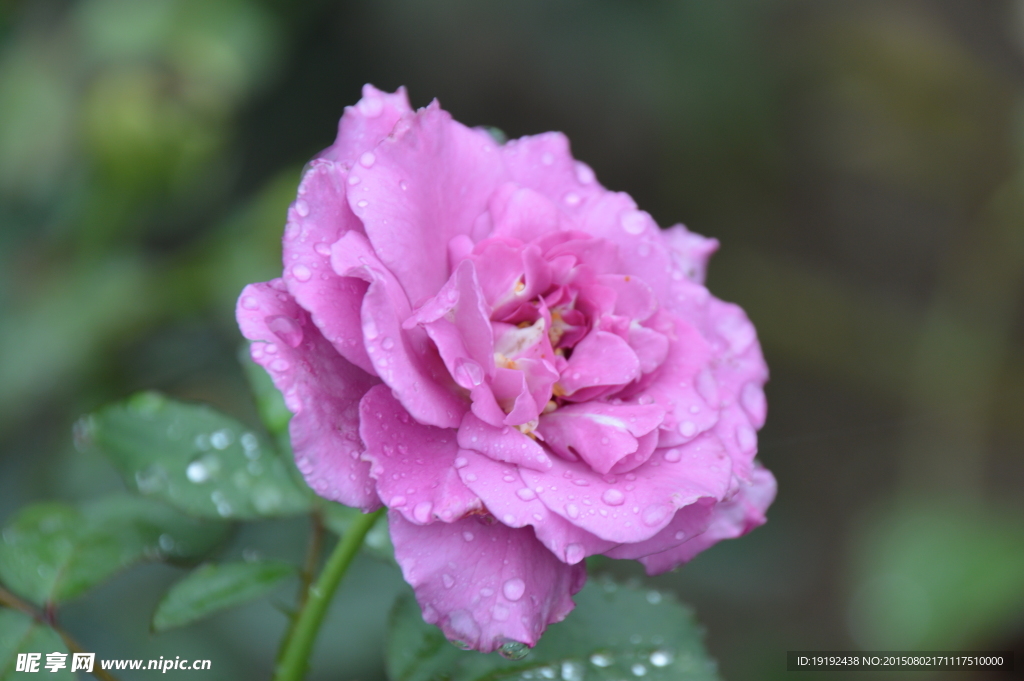 雨露月季花
