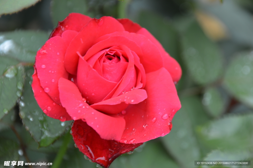 雨露月季花