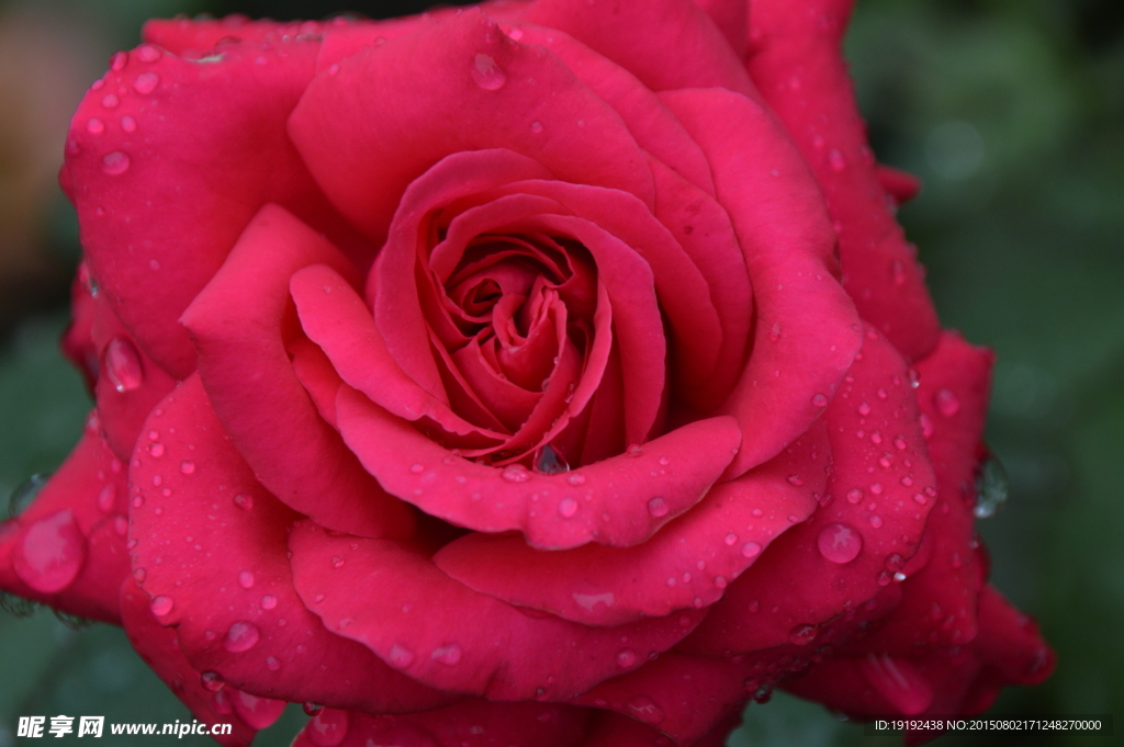 雨露月季花