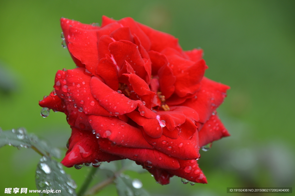 雨露月季花