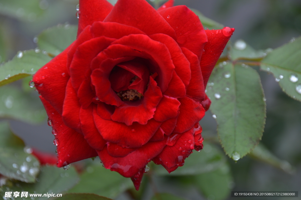 雨露月季花