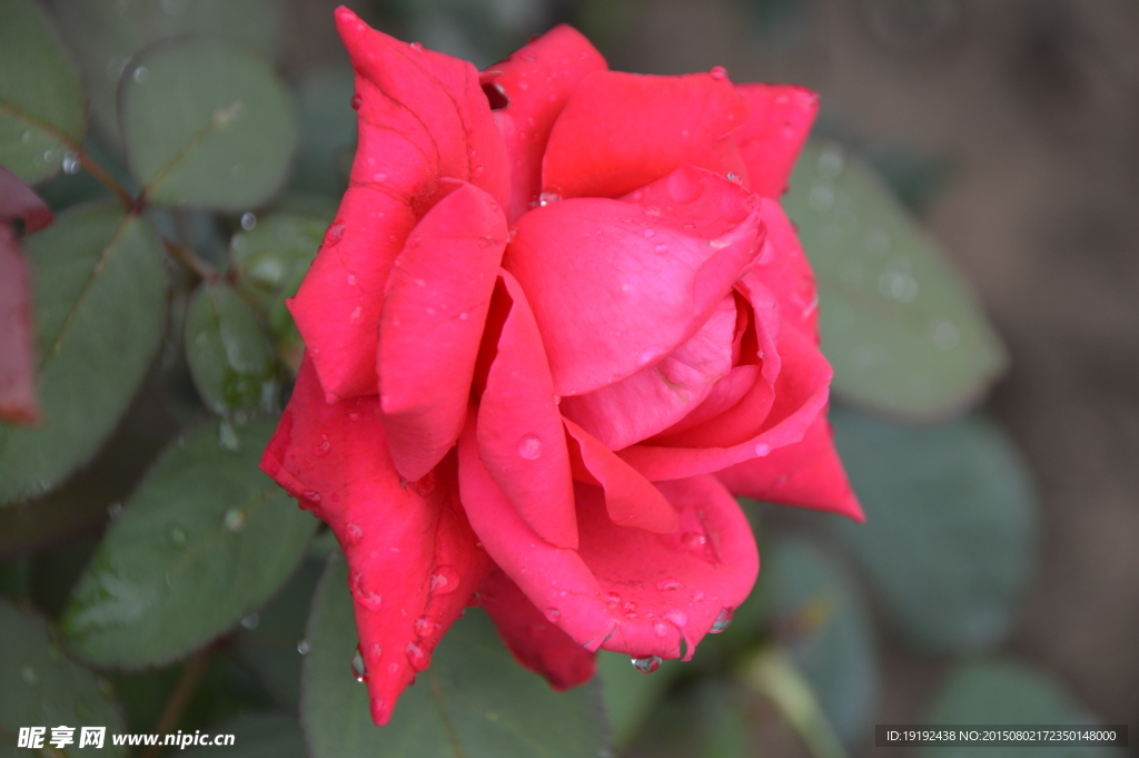 雨露月季花