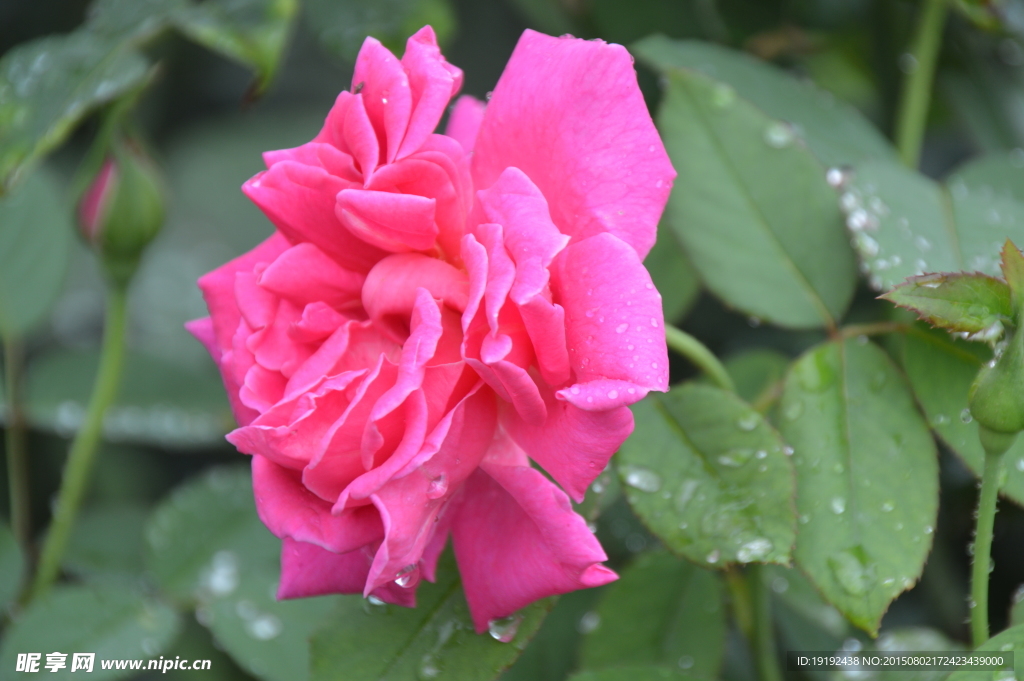雨露月季花