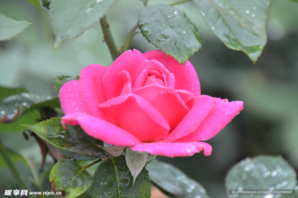 雨露月季花