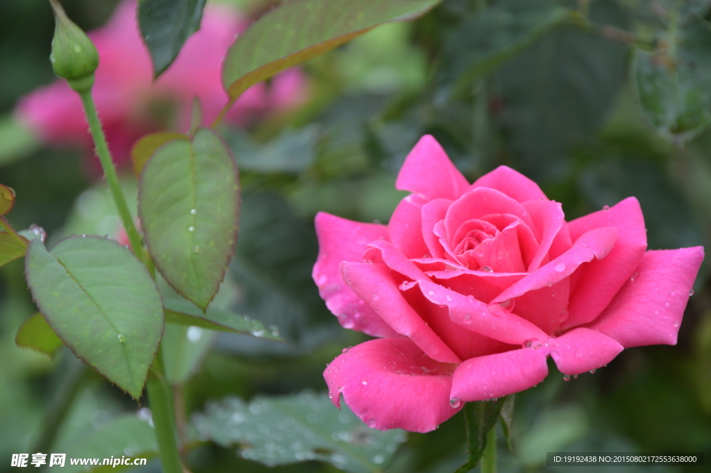 雨露月季花