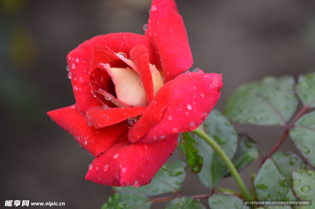 雨露月季花
