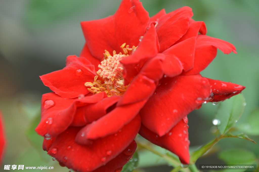 雨露月季花