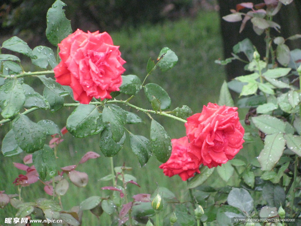 雨露月季花