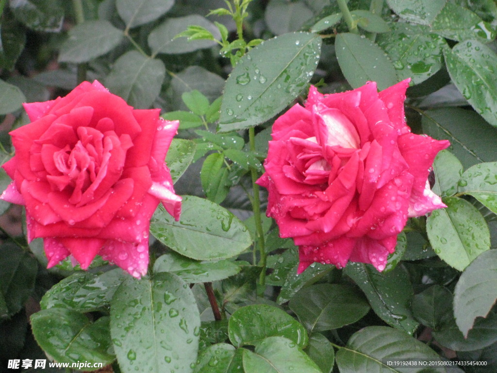 雨露月季花