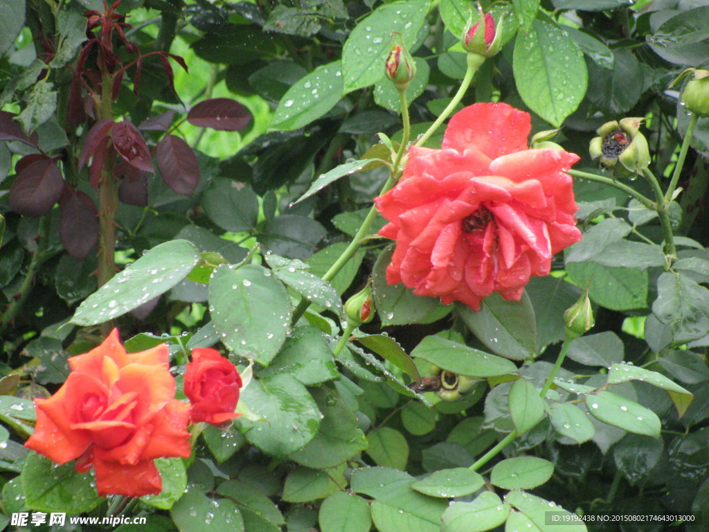 雨露月季花