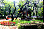 绿野仙踪