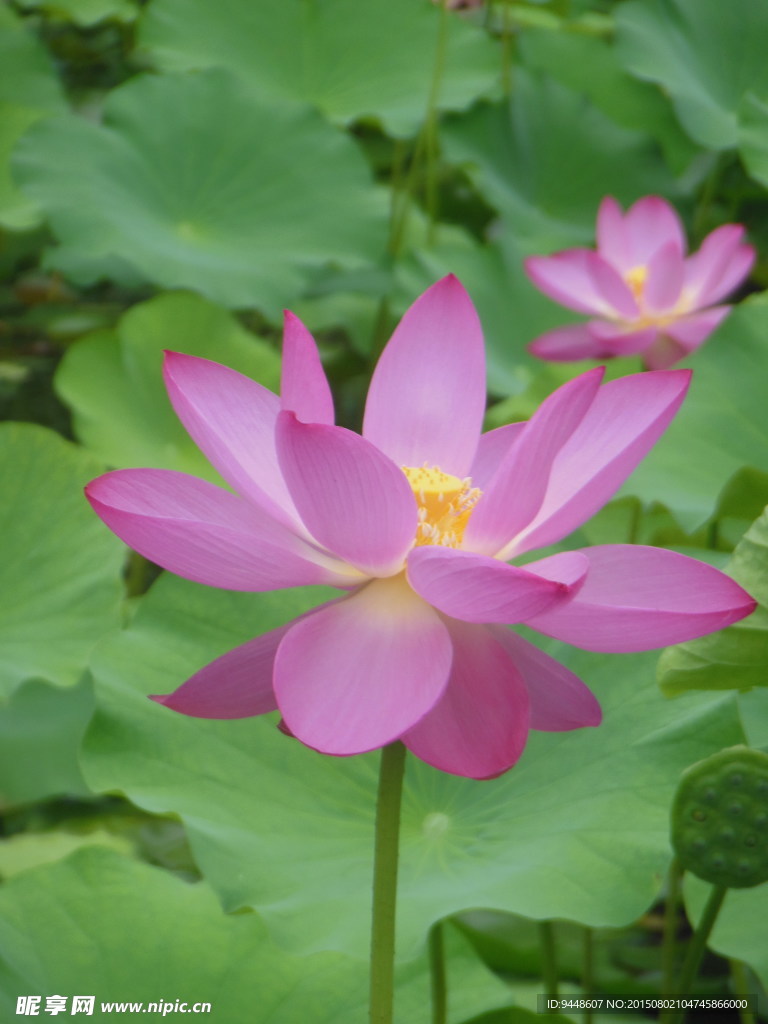 荷花