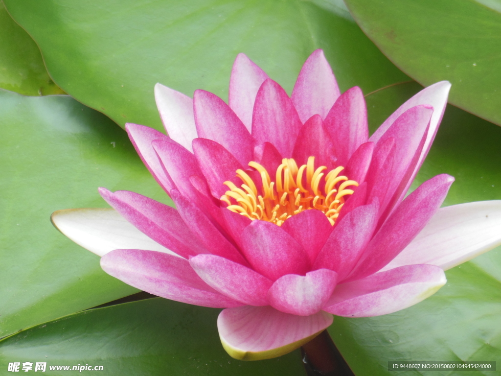 睡莲花
