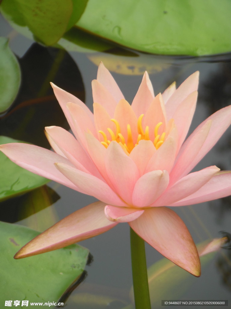 睡莲花