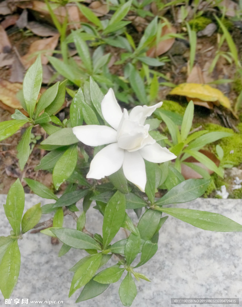 夏季栀子花