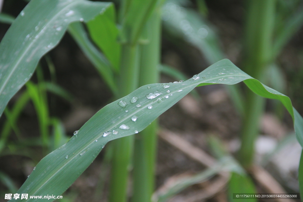 雨水珠