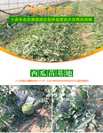 淘宝苗木西瓜详情设计