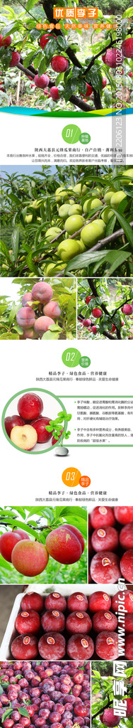 淘宝水果李子详情设计