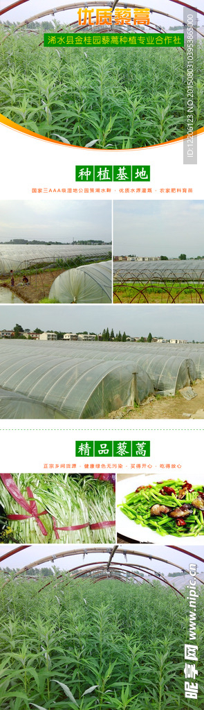 淘宝蔬菜藜蒿详情设计