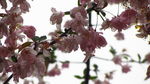 海棠花
