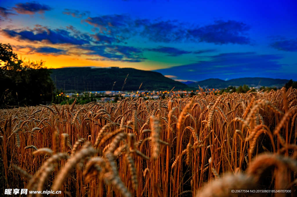夕阳 小麦