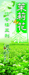 茉莉花茶