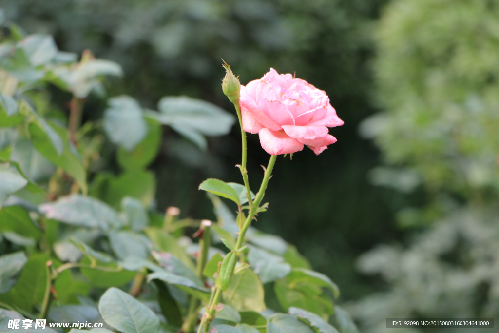 春意盎然 花草树木