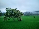 板栗开花