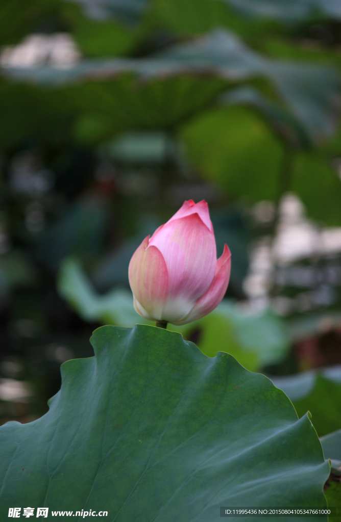 西湖莲花