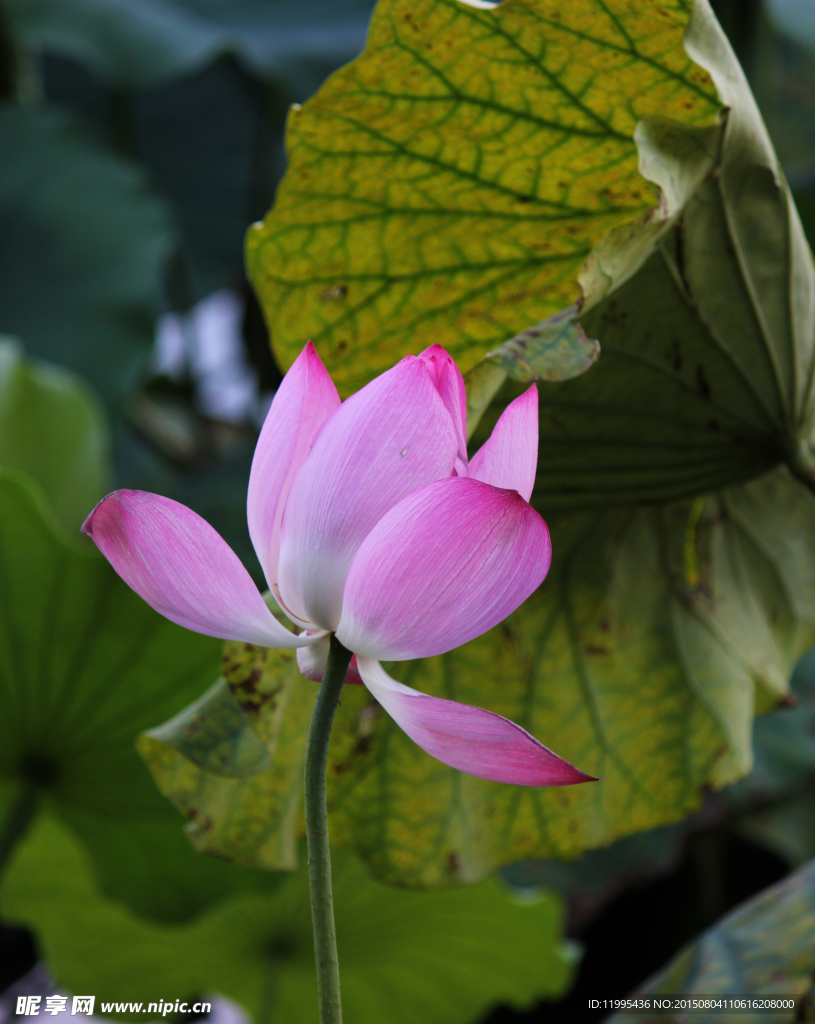 西湖莲花