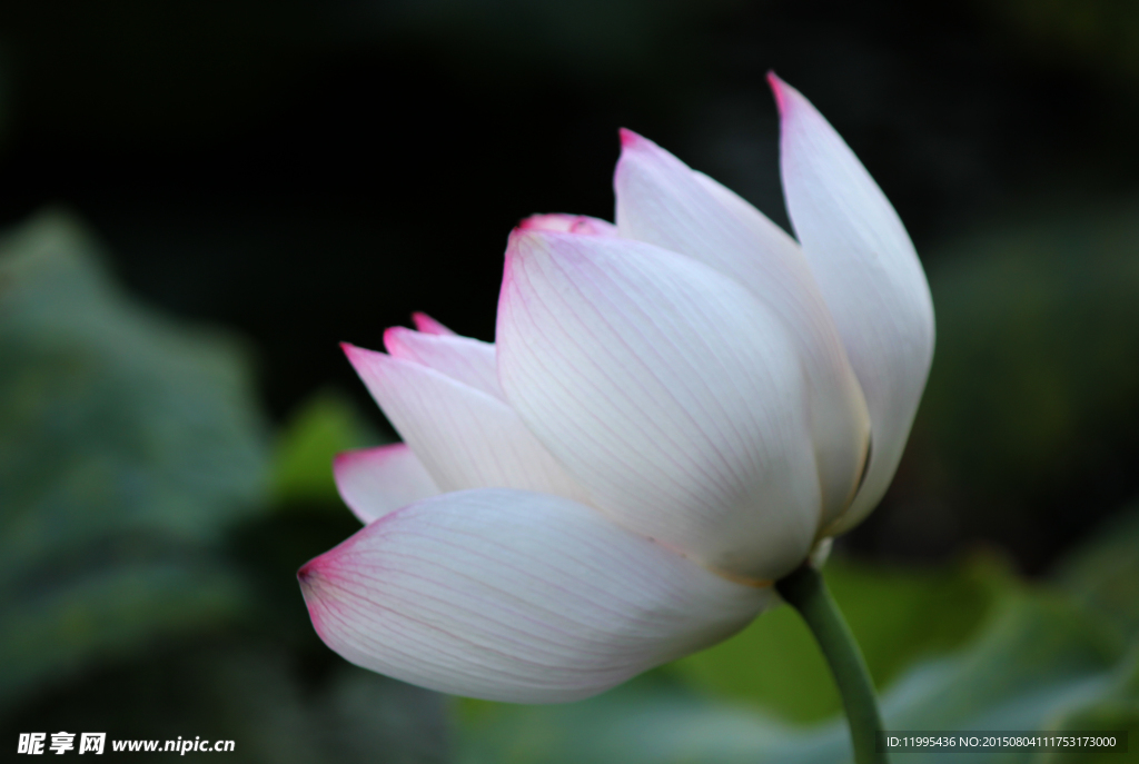 西湖莲花
