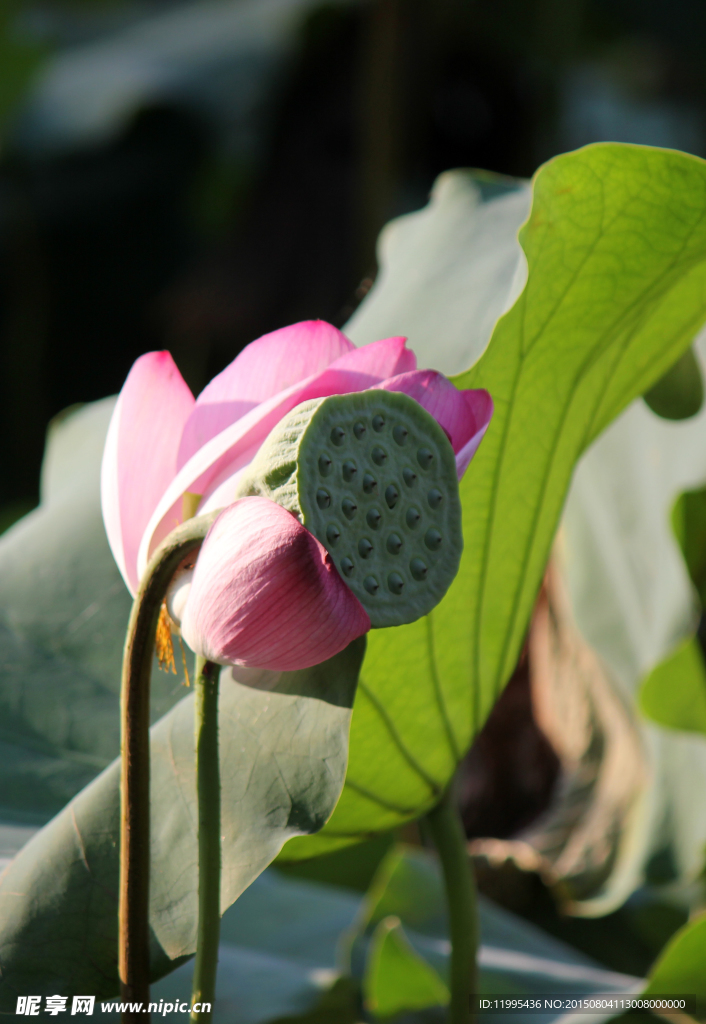 西湖莲花