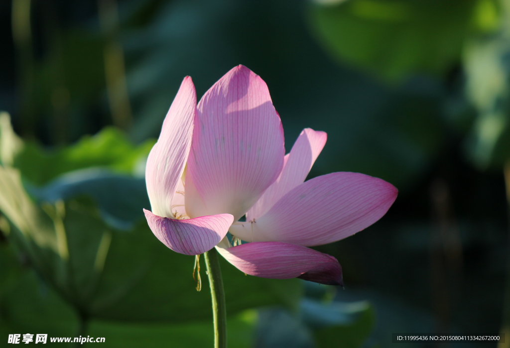 西湖莲花