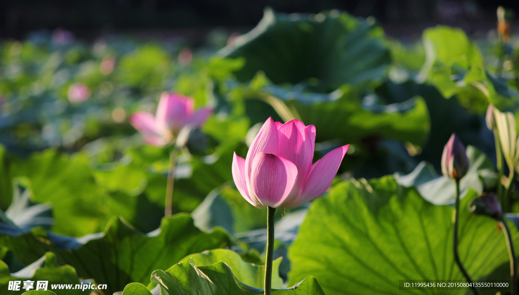 西湖莲花