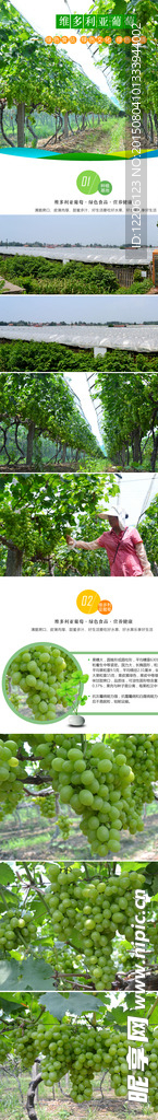 淘宝水果葡萄详情设计