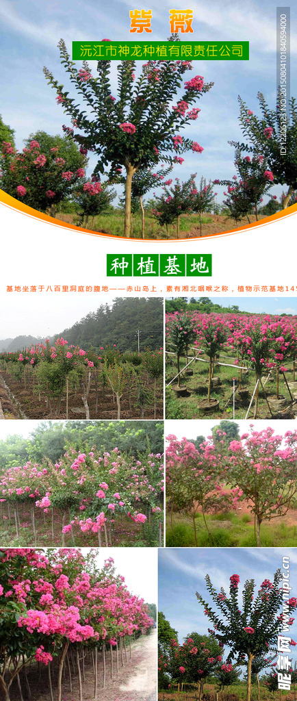 淘宝花木详情设计
