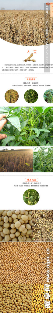 淘宝蔬菜大豆详情设计