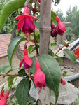 灯笼花