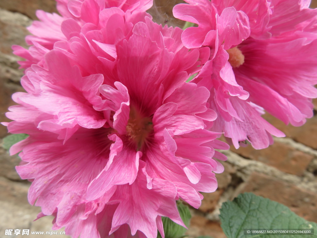 蜀锦花 秫秸花