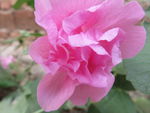 蜀锦花 秫秸花
