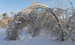 雪地树枝