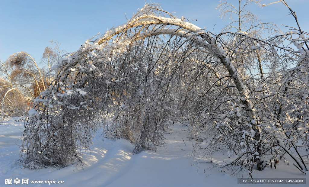 雪地树枝