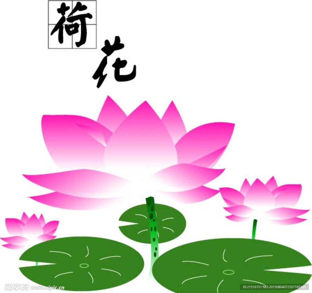 荷花