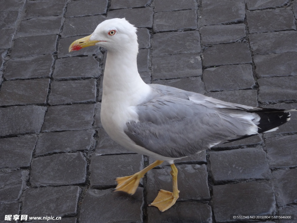 梵蒂冈圣彼得广场上漫步的海鸥
